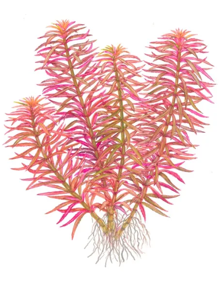 Limnophila hippuridoides