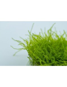 Leptodictyum riparium 1-2-Grow! 2