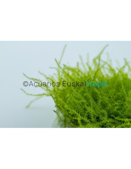 Leptodictyum riparium 1-2-Grow!