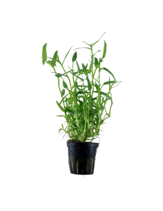 Murdannia keisak