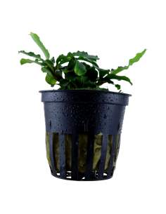 Bucephalandra pygmaea 'Wavy Green'