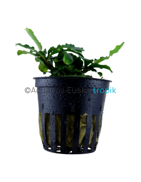 Bucephalandra pygmaea 'Wavy Green'