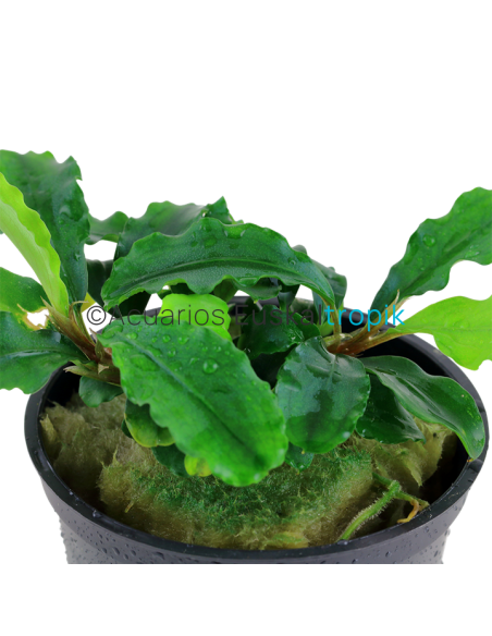 Bucephalandra pygmaea 'Wavy Green'