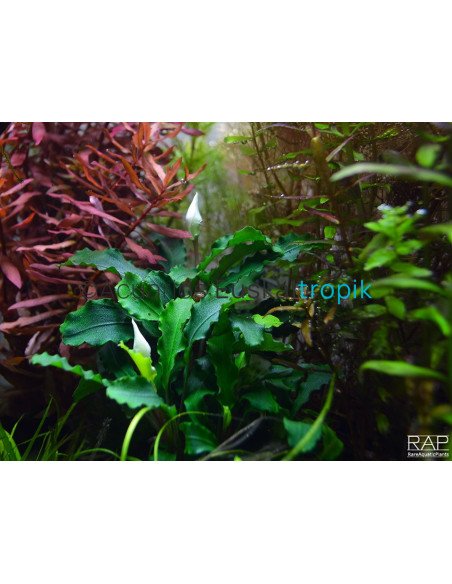 Bucephalandra pygmaea 'Wavy Green'