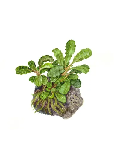 Bucephalandra pygmaea 'Wavy Green'