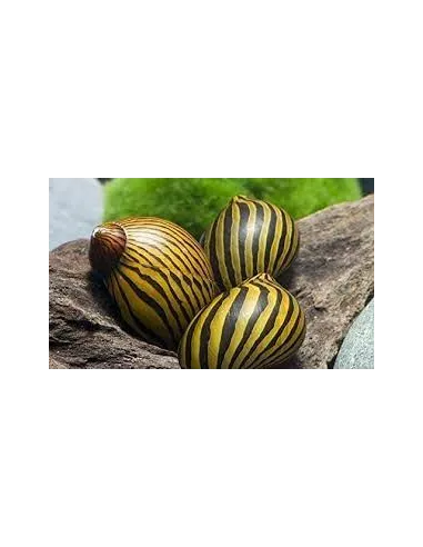 Caracol cebra (Neritina gagates)