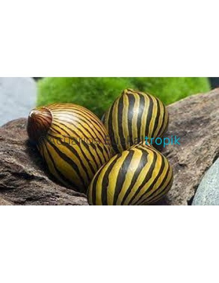 Caracol cebra (Neritina gagates)