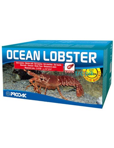 Ocean Lobster 20kg
