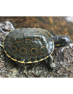 Trachemys venusta (Tortuga pavo real)