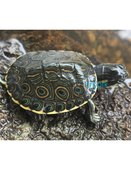 Trachemys venusta (Tortuga pavo real)