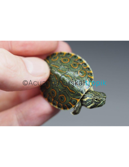 Trachemys venusta (Tortuga pavo real)