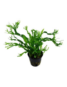 Microsorum pteropus 'Windeløv' 2