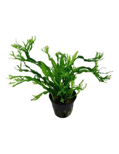 Microsorum pteropus 'Windeløv'