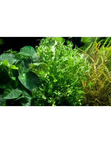 Microsorum pteropus 'Windeløv'