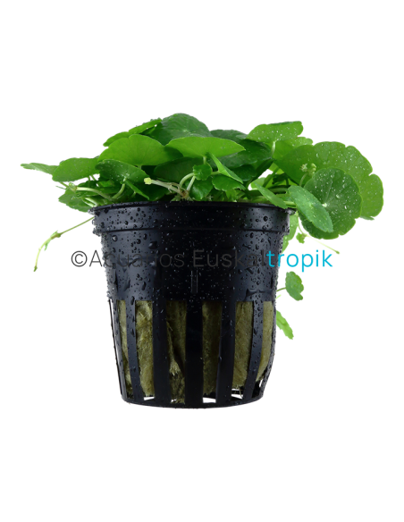 Hydrocotyle verticillata
