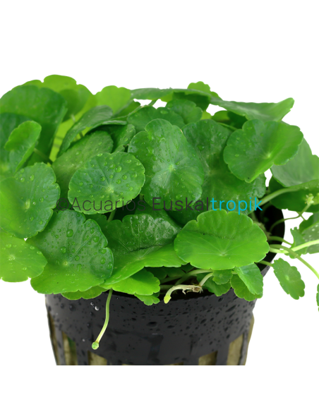 Hydrocotyle verticillata