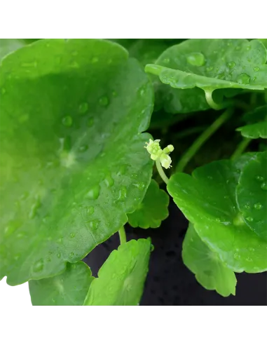 Hydrocotyle verticillata