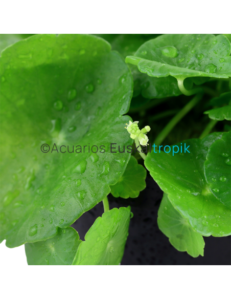 Hydrocotyle verticillata