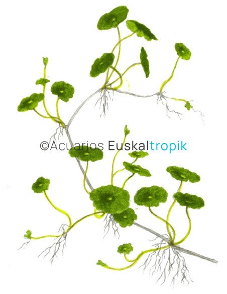 Hydrocotyle verticillata