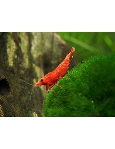 Gamba Red Fire