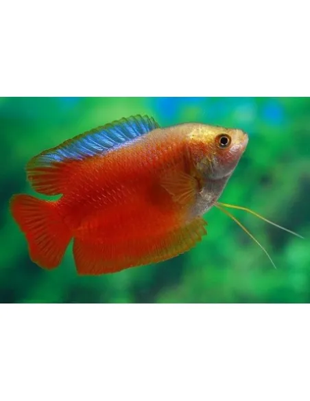 Colisa lalia Roja sunset (Trichogaster lalius)