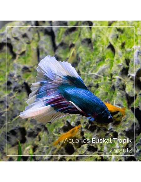 Betta macho Halfmoon Clase "A"