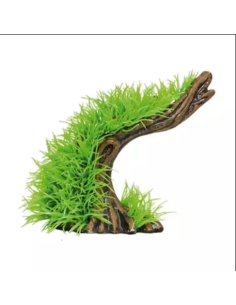 Lilaeopsis verde en tronco 11cm