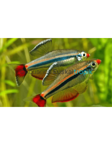 Tetra neón chino velo (Tanichthys albonubes)