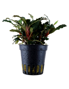 Bucephalandra sp.