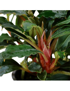 Bucephalandra sp. 2