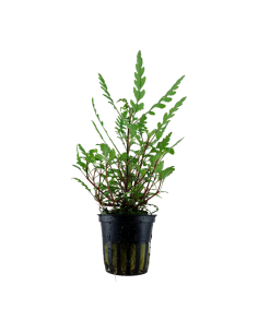 Hygrophila pinnatifida