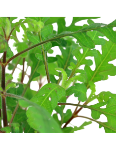 Hygrophila pinnatifida 2