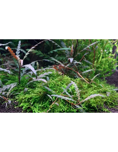 Hygrophila pinnatifida