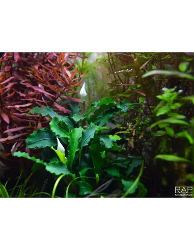 Bucephalandra pygmaea 'Bukit Kelam'