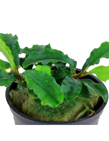 Bucephalandra pygmaea 'Bukit Kelam'