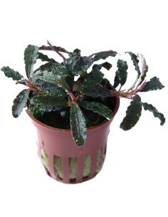 Bucephalandra 'Kedagang'