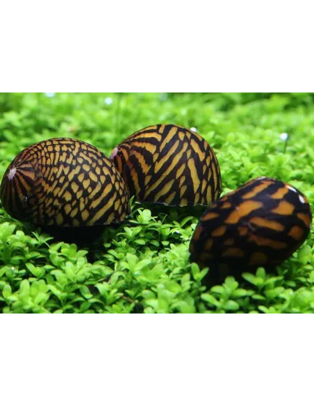 Caracol tigre (Neritina sp.