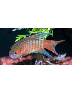 Pez paraiso (Macropodus opercularis)
