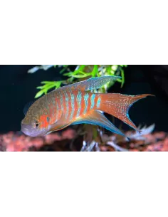 Pez paraiso (Macropodus opercularis)