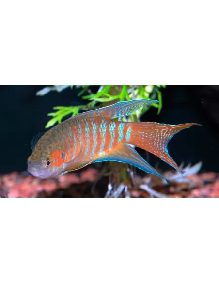 Pez paraiso (Macropodus opercularis)