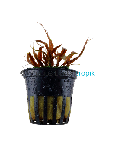 Cryptocoryne albida 'Brown'