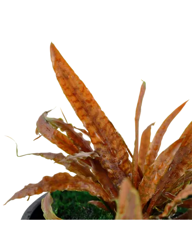 Cryptocoryne albida 'Brown'