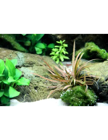 Cryptocoryne albida 'Brown'