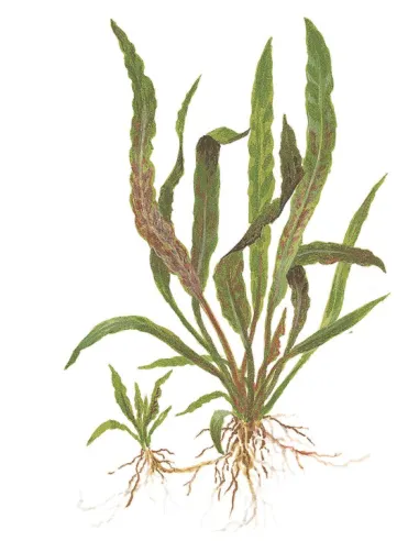 Cryptocoryne albida 'Brown'