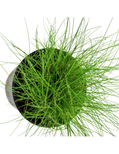 Eleocharis parvula