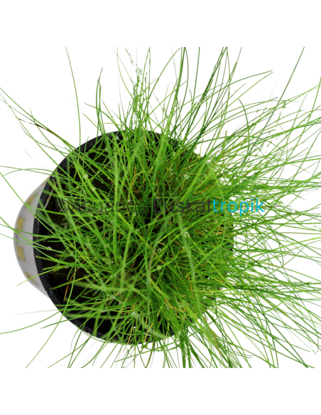 Eleocharis parvula