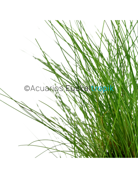 Eleocharis parvula