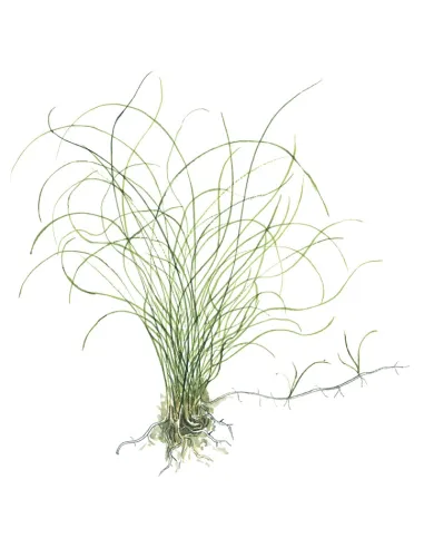 Eleocharis parvula