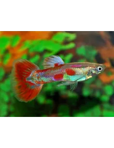Guppy macho Pigeon Blood