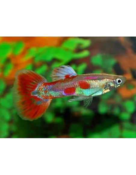Guppy macho Pigeon Blood